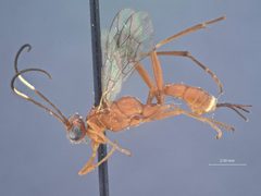 Listrognathus (Listrognathus) acheloma by the Smithsonian. Used under a CC0 license.