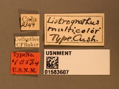 Listrognathus multicolor by the Smithsonian. Used under a CC0 license.
