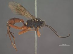 Listrognathus multicolor by the Smithsonian. Used under a CC0 license.