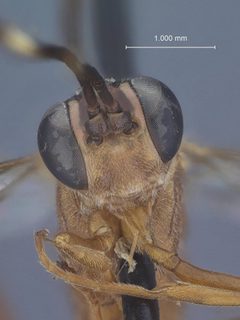 Listrognathus (Fenestula) paludata california by the Smithsonian. Used under a CC0 license.