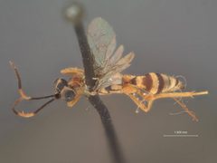 Lymeon annulicornis by the Smithsonian. Used under a CC0 license.