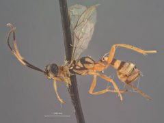 Lymeon annulicornis by the Smithsonian. Used under a CC0 license.