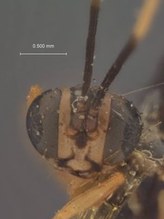 Lymeon annulicornis by the Smithsonian. Used under a CC0 license.