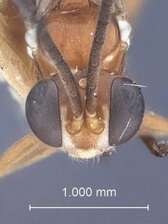 Lymeon leiponeuron by the Smithsonian. Used under a CC0 license.