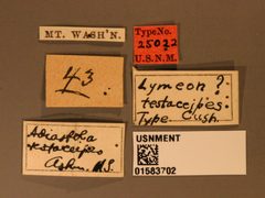 Lymeon testaceipes by the Smithsonian. Used under a CC0 license.