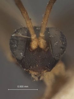 Lymeon testaceipes by the Smithsonian. Used under a CC0 license.