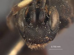 Melanichneumon japonicus by the Smithsonian. Used under a CC0 license.
