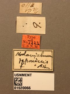 Melanichneumon japonicus by the Smithsonian. Used under a CC0 license.