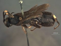 Melanichneumon japonicus by the Smithsonian. Used under a CC0 license.