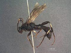 Melanichneumon japonicus by the Smithsonian. Used under a CC0 license.