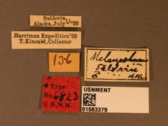 Melanichneumon seldovias by the Smithsonian. Used under a CC0 license.