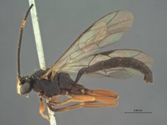 Melanichneumon seldovias by the Smithsonian. Used under a CC0 license.