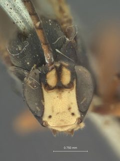 Melanichneumon seldovias by the Smithsonian. Used under a CC0 license.