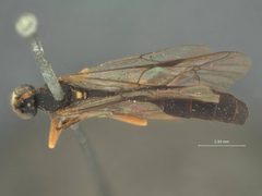 Melanichneumon seldovias by the Smithsonian. Used under a CC0 license.