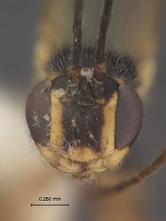 Mesochorus flavimaculatus by the Smithsonian. Used under a CC0 license.