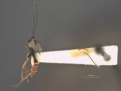 Mesochorus flavimaculatus by the Smithsonian. Used under a CC0 license.