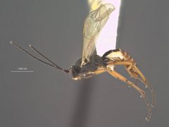 Mesochorus flavimaculatus by the Smithsonian. Used under a CC0 license.