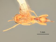 Mesochorus infernalis by the Smithsonian. Used under a CC0 license.