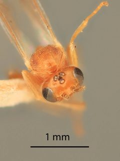 Mesochorus infernalis by the Smithsonian. Used under a CC0 license.