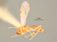 Mesochorus infernalis by the Smithsonian. Used under a CC0 license.