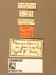 Mesochorus infernalis by the Smithsonian. Used under a CC0 license.