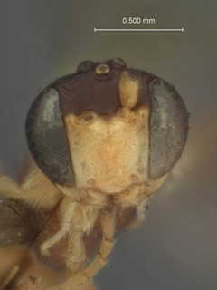 Mesochorus orcae by the Smithsonian. Used under a CC0 license.