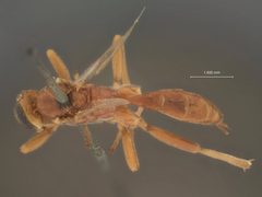 Mesochorus uniformis by the Smithsonian. Used under a CC0 license.