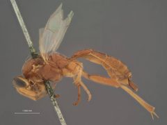 Mesochorus uniformis by the Smithsonian. Used under a CC0 license.
