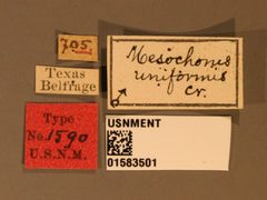 Mesochorus uniformis by the Smithsonian. Used under a CC0 license.