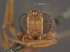 Mesochorus uniformis by the Smithsonian. Used under a CC0 license.