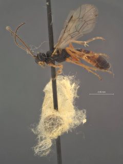 Mesoleius balteatus by the Smithsonian. Used under a CC0 license.