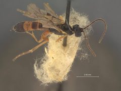 Mesoleius balteatus by the Smithsonian. Used under a CC0 license.