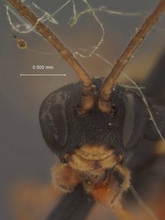 Mesoleius balteatus by the Smithsonian. Used under a CC0 license.