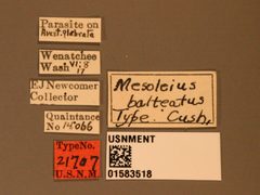 Mesoleius balteatus by the Smithsonian. Used under a CC0 license.