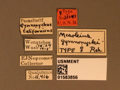 Mesoleius gymnonychi by the Smithsonian. Used under a CC0 license.