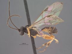 Mesoleius gymnonychi by the Smithsonian. Used under a CC0 license.