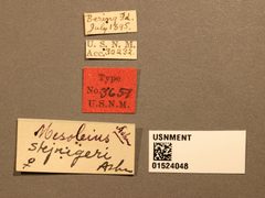 Mesoleius stejnegeri by the Smithsonian. Used under a CC0 license.