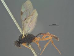 Mesoleptus bicoloratus by the Smithsonian. Used under a CC0 license.
