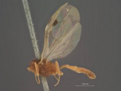 Mesoleptus stigmaterus by the Smithsonian. Used under a CC0 license.