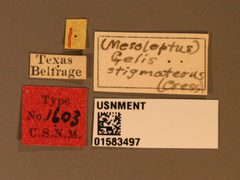 Mesoleptus stigmaterus by the Smithsonian. Used under a CC0 license.