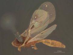 Mesoleptus stigmaterus by the Smithsonian. Used under a CC0 license.