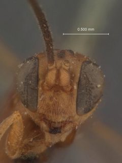 Mesoleptus strigosus by the Smithsonian. Used under a CC0 license.