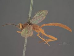Mesoleptus strigosus by the Smithsonian. Used under a CC0 license.