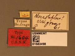 Mesoleptus strigosus by the Smithsonian. Used under a CC0 license.