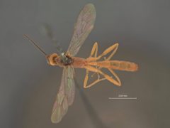 Mesoleptus strigosus by the Smithsonian. Used under a CC0 license.