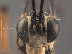 Mesostenus 8-cinctus by the Smithsonian. Used under a CC0 license.