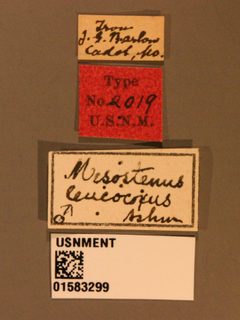 Mesostenus leucocoxus by the Smithsonian. Used under a CC0 license.