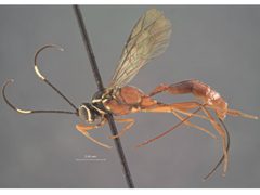 Mesostenus sicarius by the Smithsonian. Used under a CC0 license.