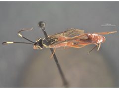 Mesostenus sicarius by the Smithsonian. Used under a CC0 license.
