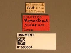 Mesostenus sicarius by the Smithsonian. Used under a CC0 license.